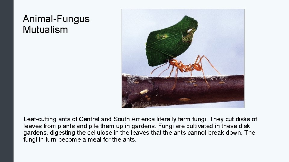Animal-Fungus Mutualism Leaf-cutting ants of Central and South America literally farm fungi. They cut