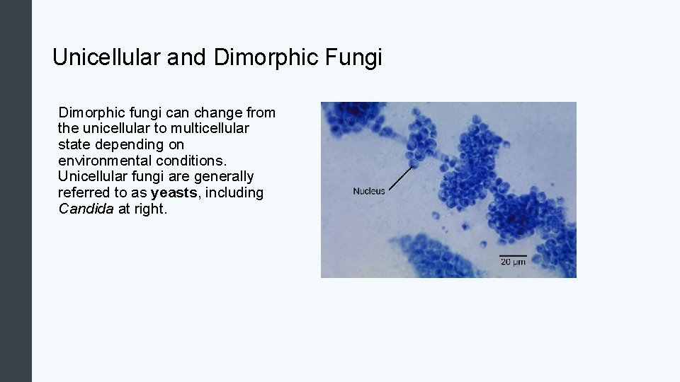 Unicellular and Dimorphic Fungi Dimorphic fungi can change from the unicellular to multicellular state