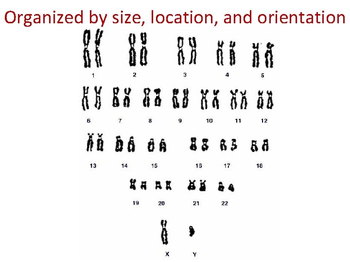 Organized by size, location, and orientation Organized by size, location, and orientation