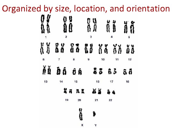 Organized by size, location, and orientation 