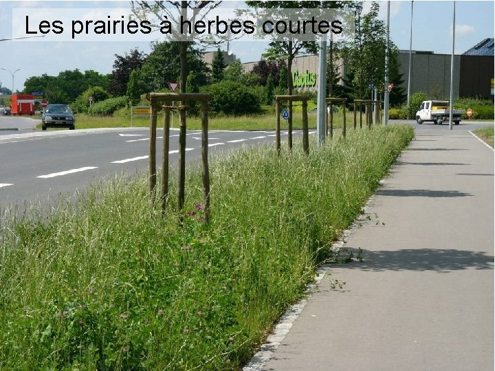 Les prairies à herbes courtes 