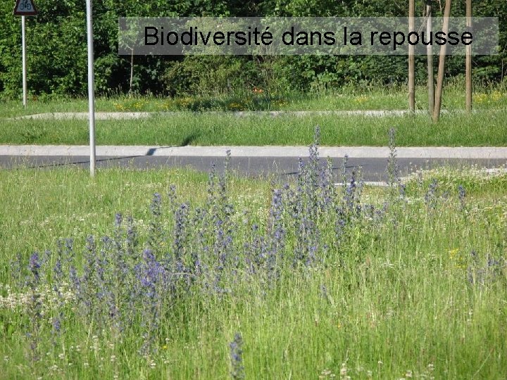 Biodiversité dans la repousse 