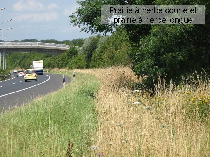 Prairie à herbe courte et prairie à herbe longue 