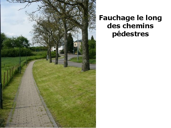 Fauchage le long des chemins pédestres 