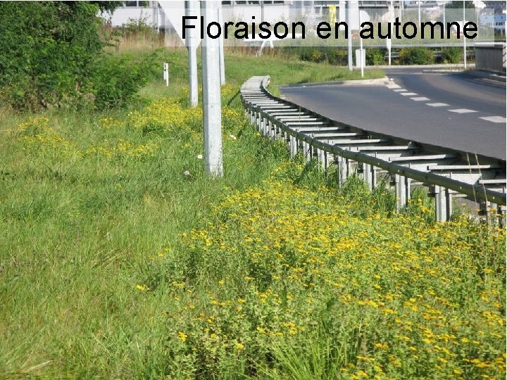 Floraison en automne 