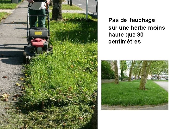 Pas de fauchage sur une herbe moins haute que 30 centimètres 