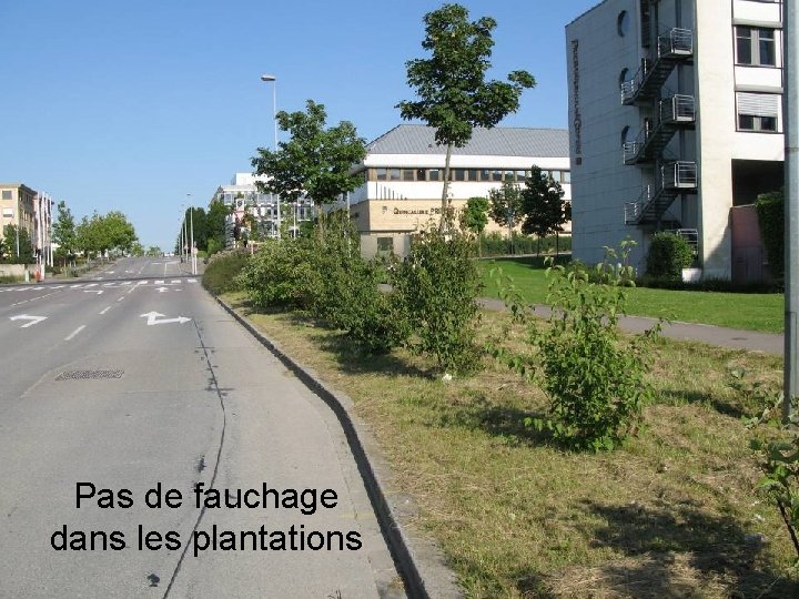 Pas de fauchage dans les plantations 