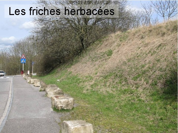 Les friches herbacées 