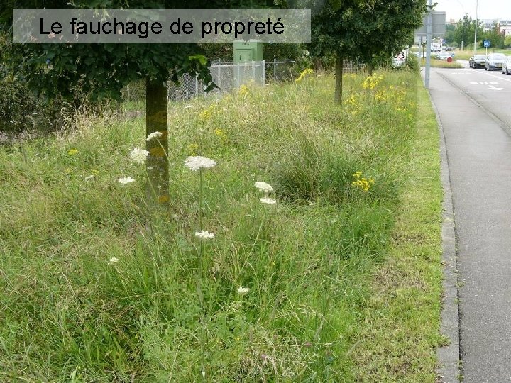 Le fauchage de propreté 