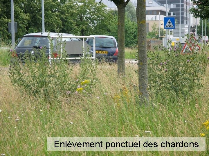 Enlèvement ponctuel des chardons 