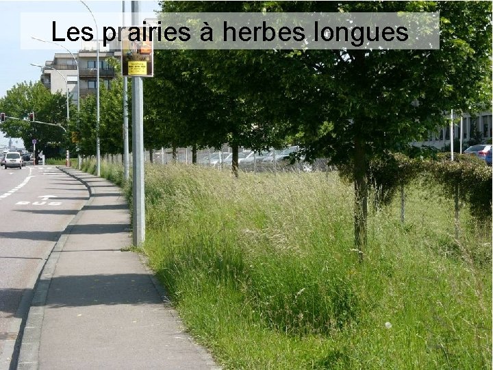 Les prairies à herbes longues 