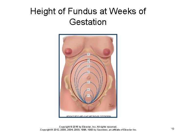 Height of Fundus at Weeks of Gestation Copyright © 2016 by Elsevier, Inc. All