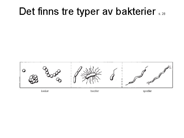 Det finns tre typer av bakterier s. 28 