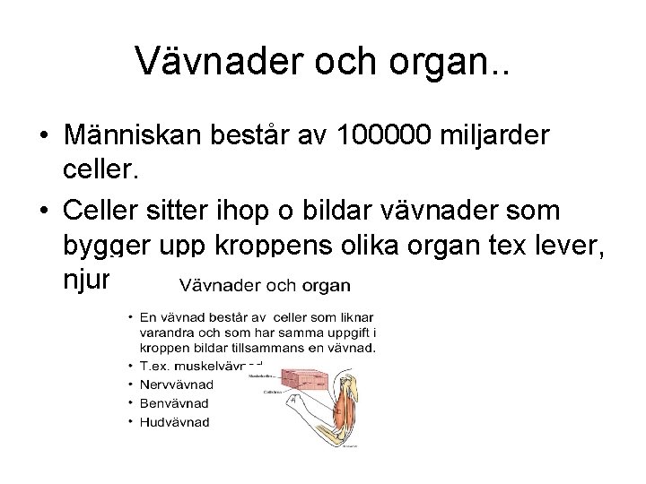 Vävnader och organ. . • Människan består av 100000 miljarder celler. • Celler sitter