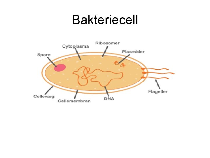 Bakteriecell 