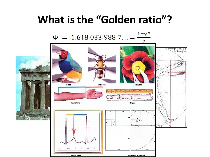 What is the “Golden ratio”? 