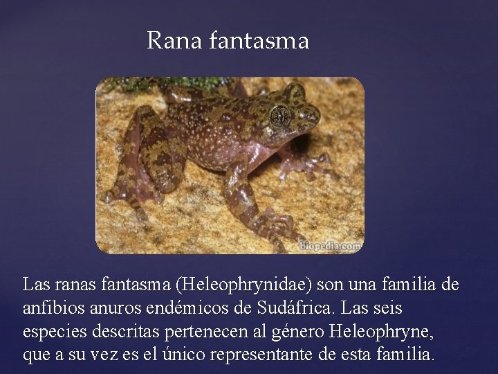 Rana fantasma Las ranas fantasma (Heleophrynidae) son una familia de anfibios anuros endémicos de