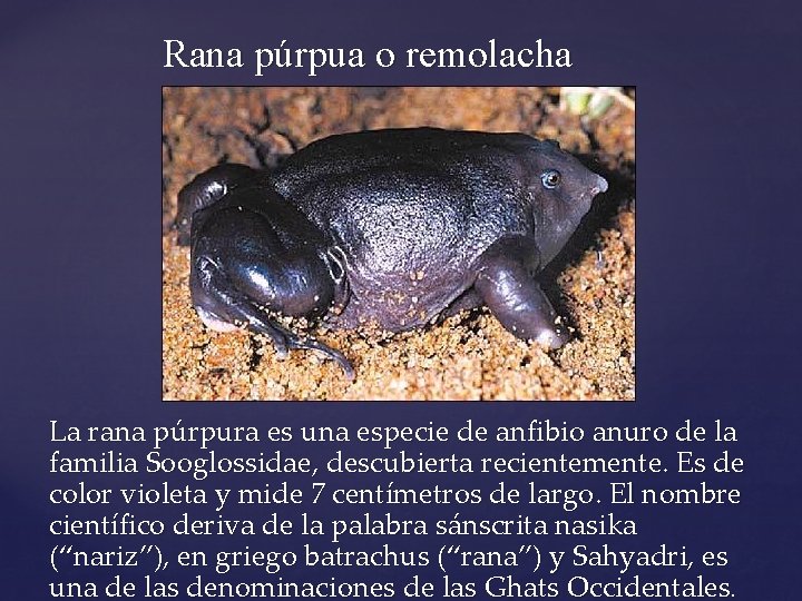 Rana púrpua o remolacha La rana púrpura es una especie de anfibio anuro de