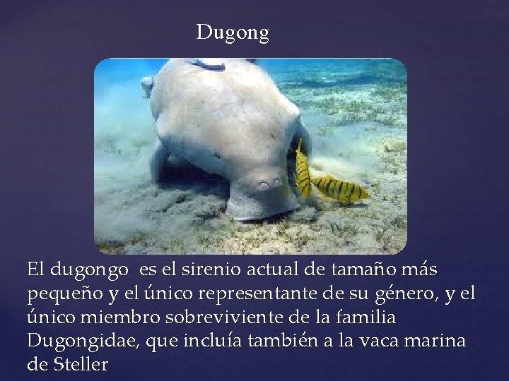 Dugong El dugongo es el sirenio actual de tamaño más pequeño y el único