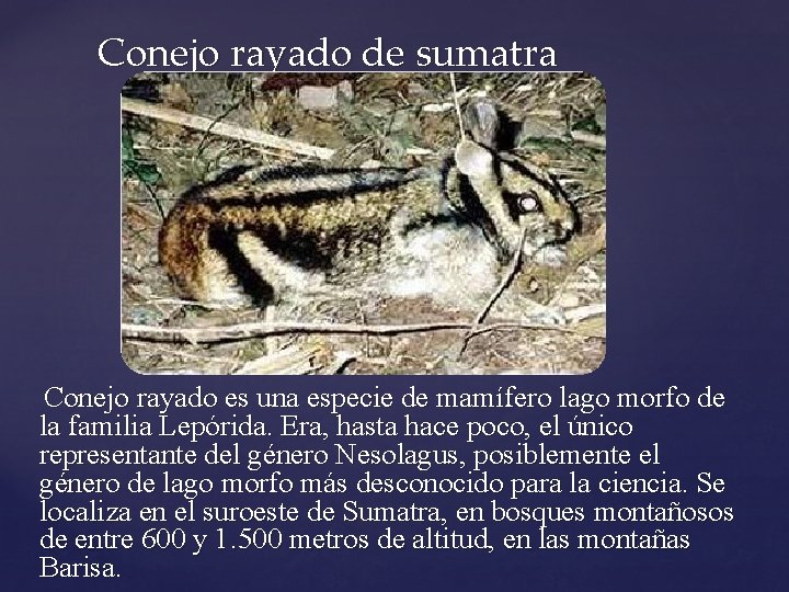 Conejo rayado de sumatra Conejo rayado es una especie de mamífero lago morfo de