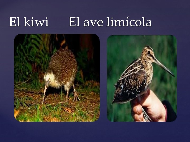 El kiwi El ave limícola 