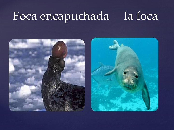 Foca encapuchada la foca 