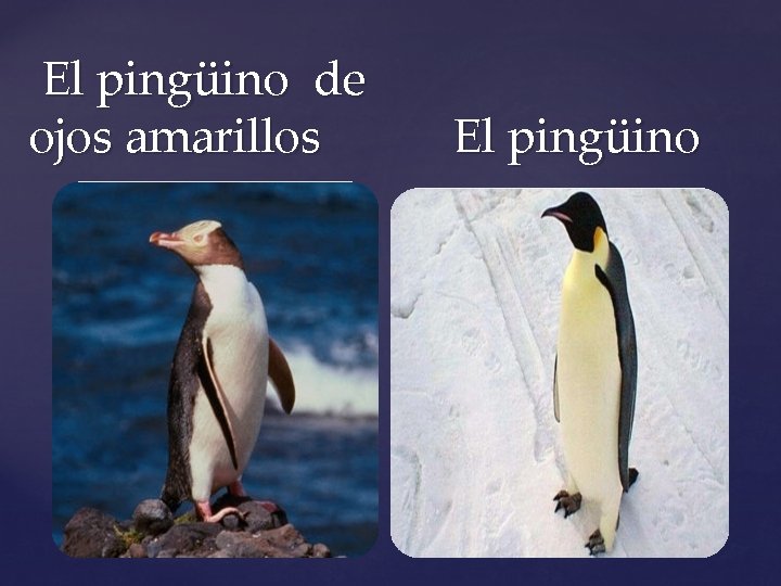 El pingüino de ojos amarillos El pingüino 