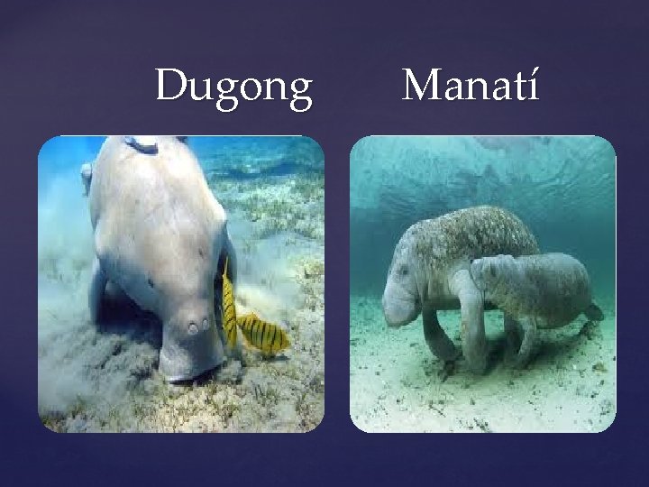 Dugong Manatí 