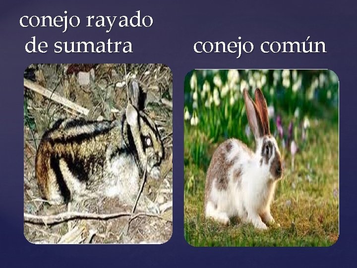 conejo rayado de sumatra conejo común 