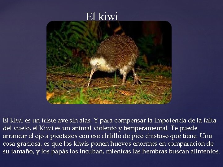 El kiwi es un triste ave sin alas. Y para compensar la impotencia de