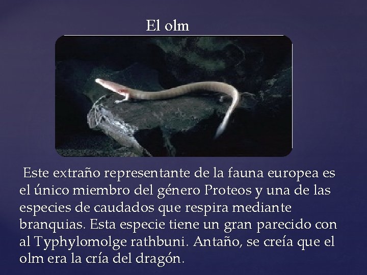 El olm Este extraño representante de la fauna europea es el único miembro del