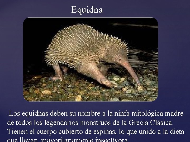 Equidna . Los equidnas deben su nombre a la ninfa mitológica madre de todos