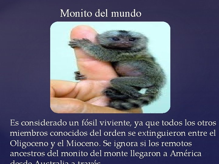 Monito del mundo Es considerado un fósil viviente, ya que todos los otros miembros