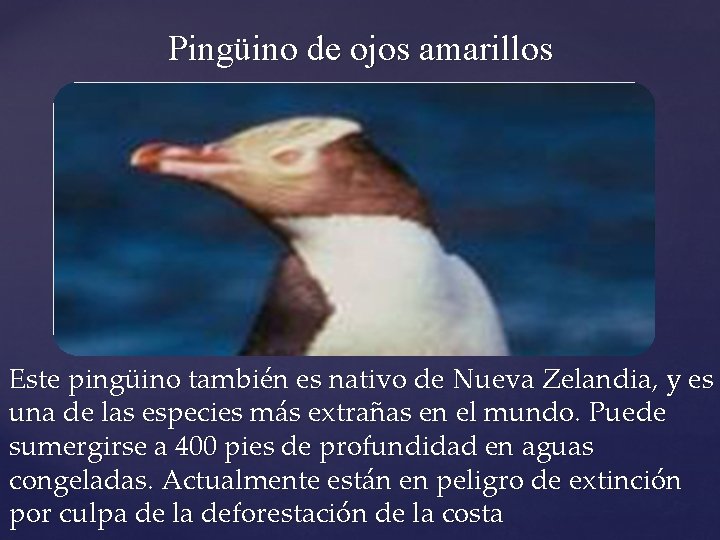 Pingüino de ojos amarillos Este pingüino también es nativo de Nueva Zelandia, y es