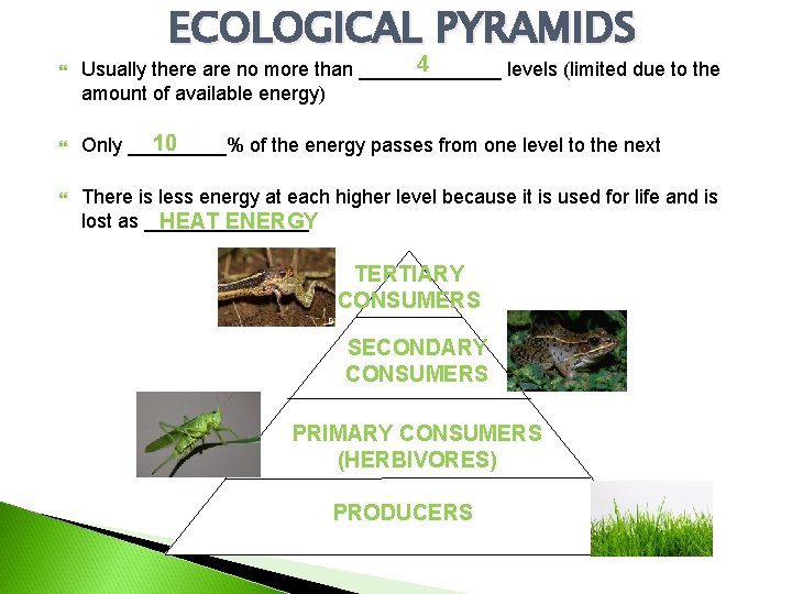 ECOLOGICAL PYRAMIDS 4 Usually there are no more than _______ levels (limited due to