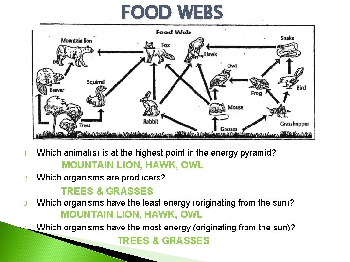 FOOD WEBS 1. Which animal(s) is at the highest point in the energy pyramid?