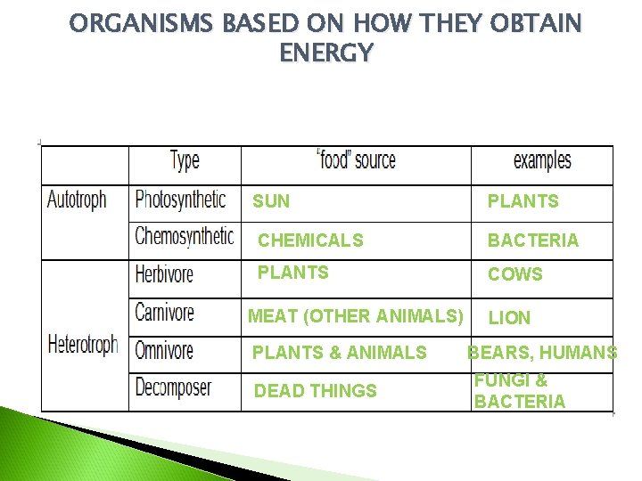 ORGANISMS BASED ON HOW THEY OBTAIN ENERGY SUN PLANTS CHEMICALS BACTERIA PLANTS COWS MEAT