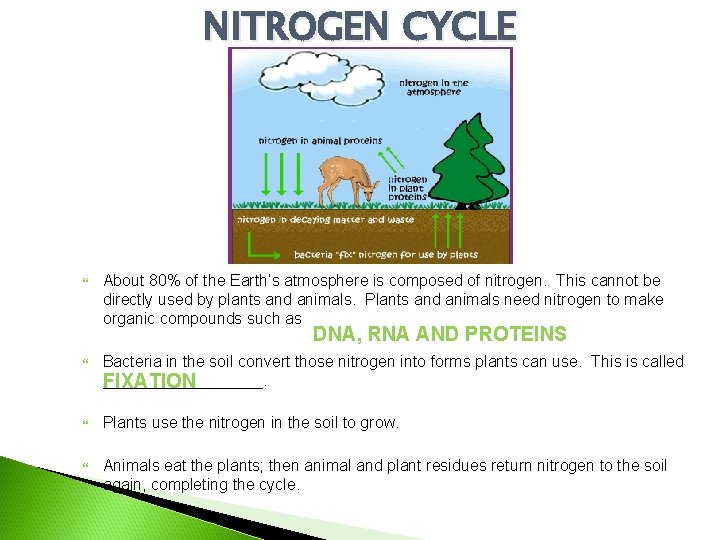 NITROGEN CYCLE About 80% of the Earth’s atmosphere is composed of nitrogen. This cannot