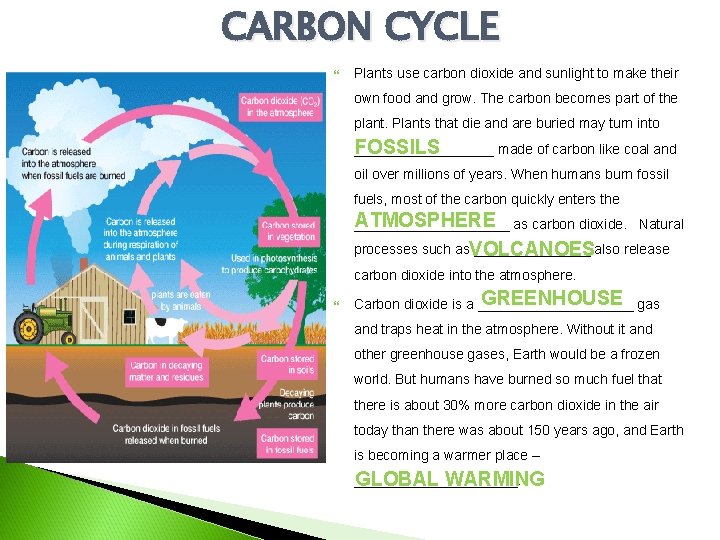 CARBON CYCLE Plants use carbon dioxide and sunlight to make their own food and