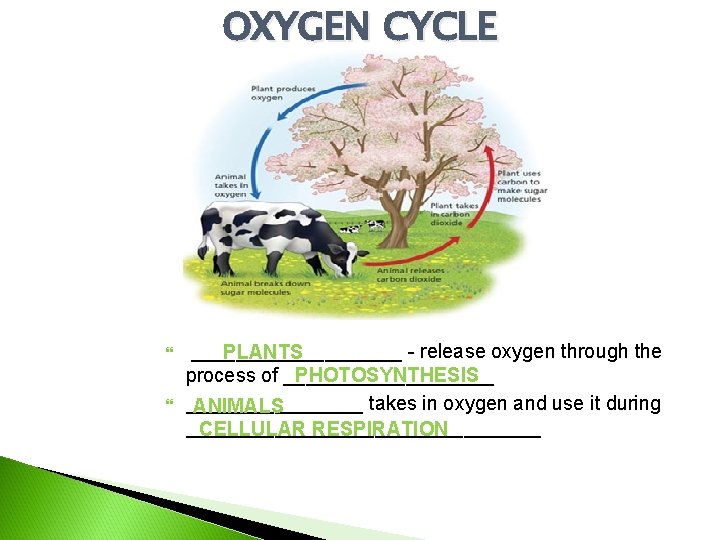 OXYGEN CYCLE __________ - release oxygen through the PLANTS PHOTOSYNTHESIS process of __________ takes