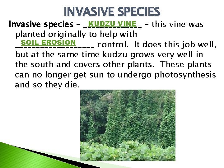 INVASIVE SPECIES KUDZU VINE – this vine was Invasive species – _______ planted originally