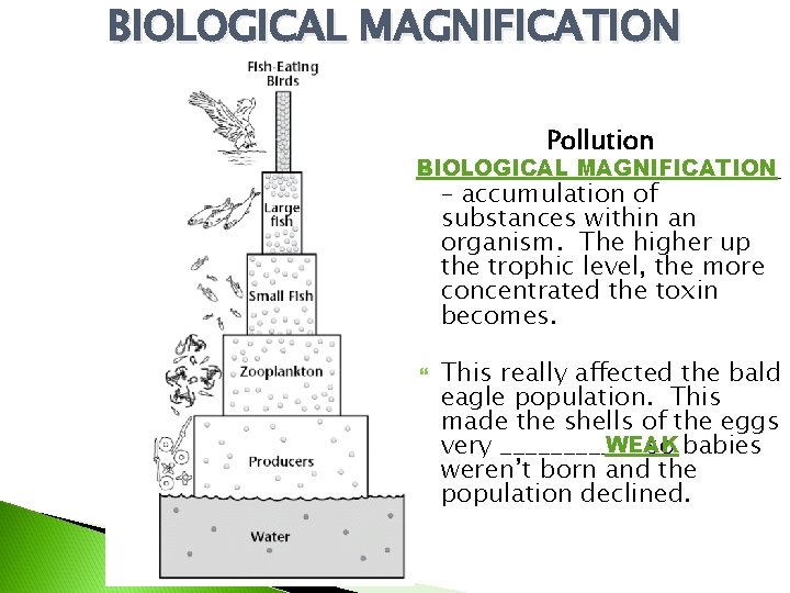 BIOLOGICAL MAGNIFICATION Pollution BIOLOGICAL MAGNIFICATION ______________ – accumulation of substances within an organism. The