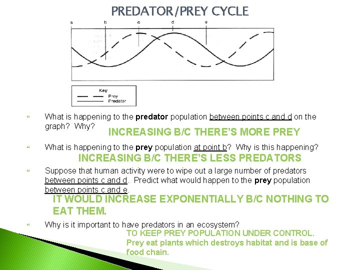 PREDATOR/PREY CYCLE What is happening to the predator population between points c and d