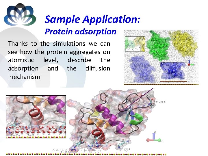 Sample Application: Protein adsorption Thanks to the simulations we can see how the protein