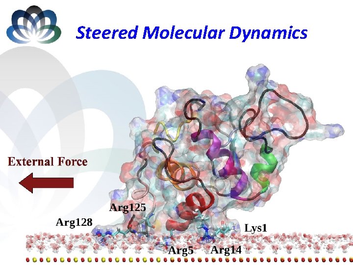 Steered Molecular Dynamics 