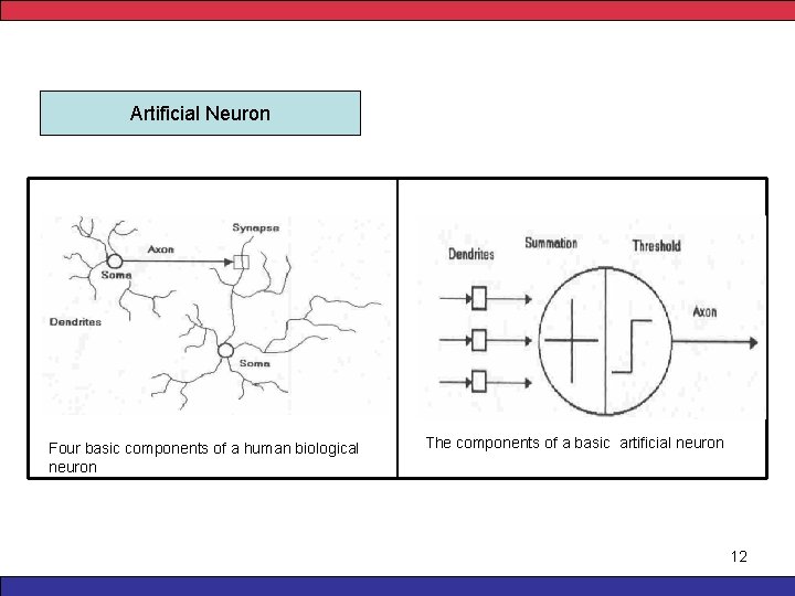 Artificial Neuron Four basic components of a human biological neuron The components of a