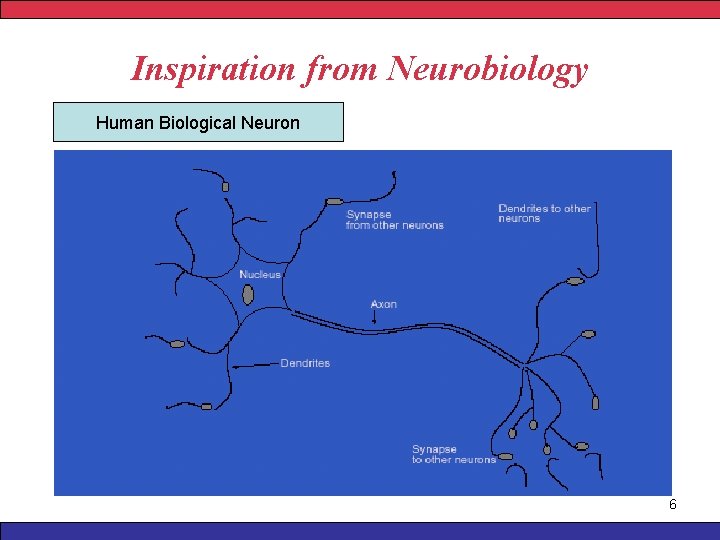 Inspiration from Neurobiology Human Biological Neuron 6 