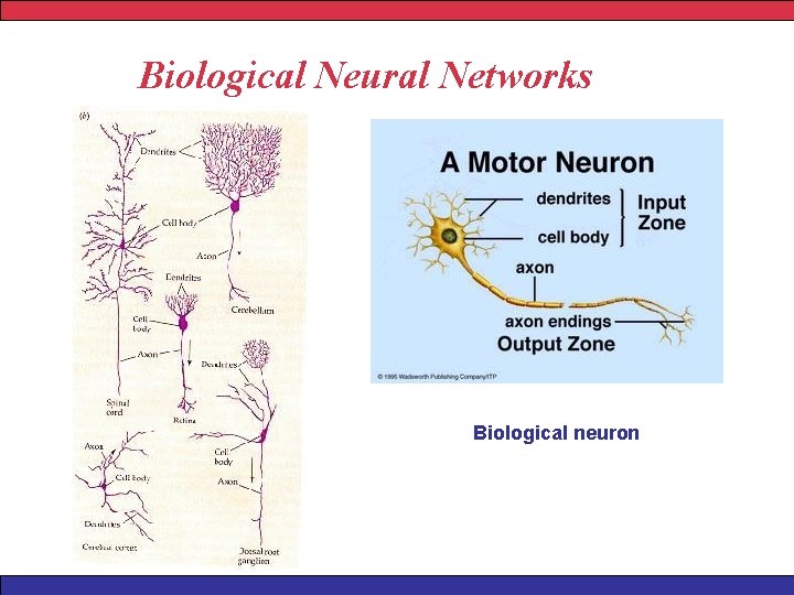 Biological Neural Networks Biological neuron 