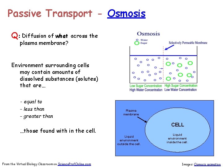 Passive Transport - Osmosis Q: Diffusion of what plasma membrane? across the Environment surrounding
