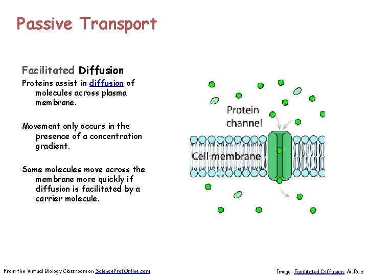 Passive Transport Facilitated Diffusion Proteins assist in diffusion of molecules across plasma membrane. Movement